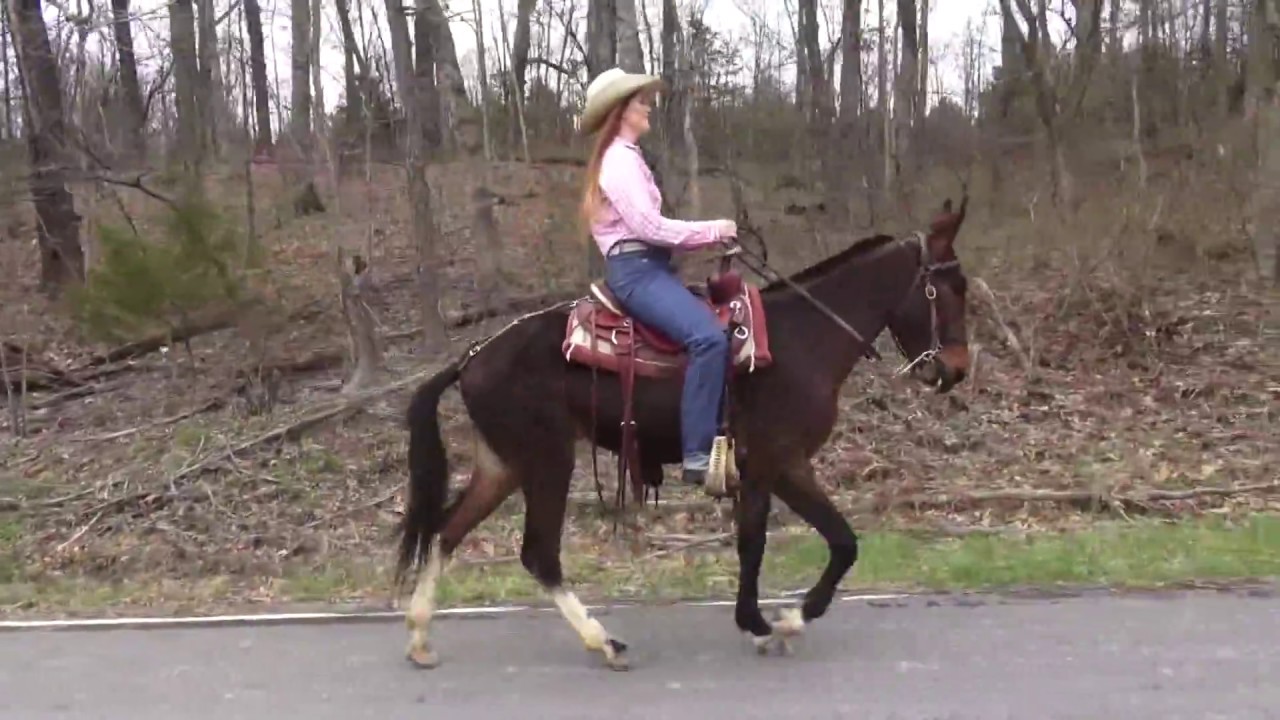 Ozark Ridge Runner Gait on road.