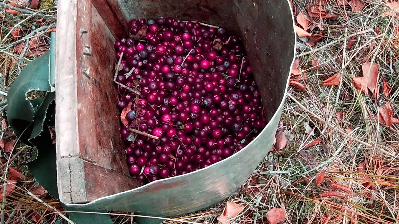 ПРИЕХАЛ НА БОЛОТА СОБИРАТЬ КЛЮКВУ. СБОР ЯГОДЫ ОСЕНЬЮ.