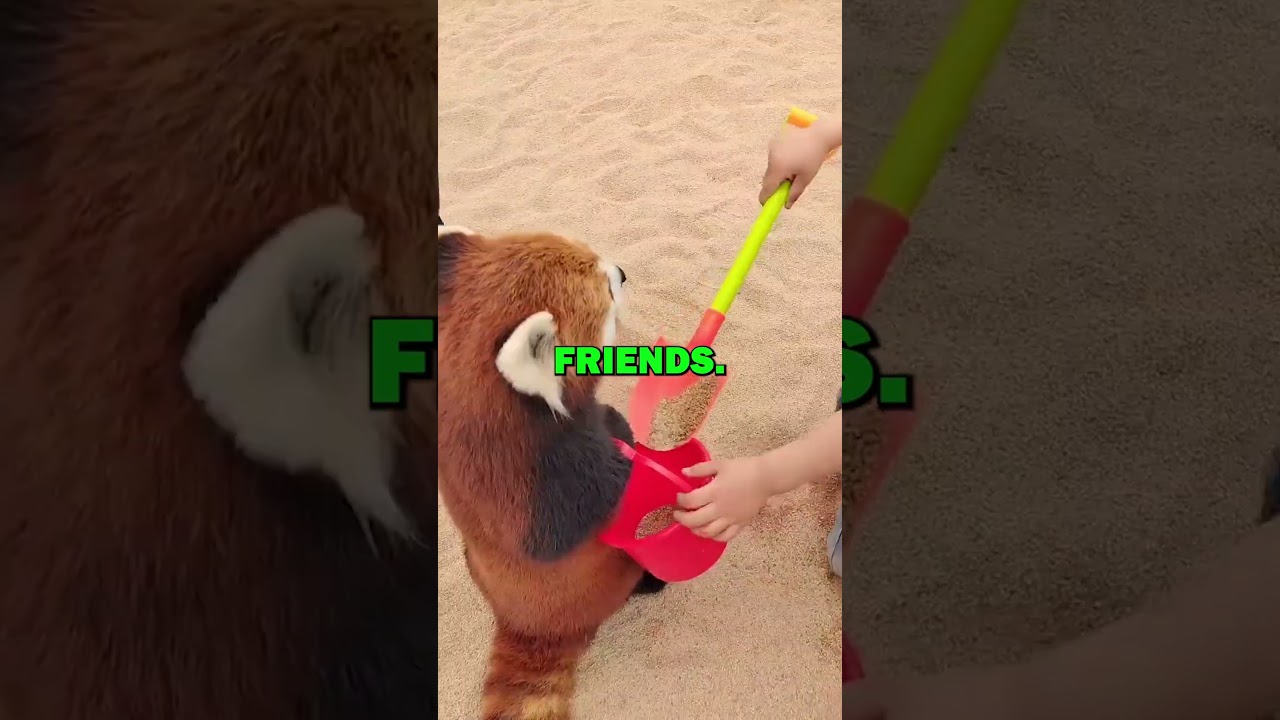 САМАЯ УМНАЯ КРАСНАЯ ПАНДА В МИРЕ! #питомцы #redpanda