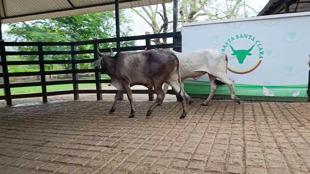 LOTE 157. Feria 8 subasta Santa Clara