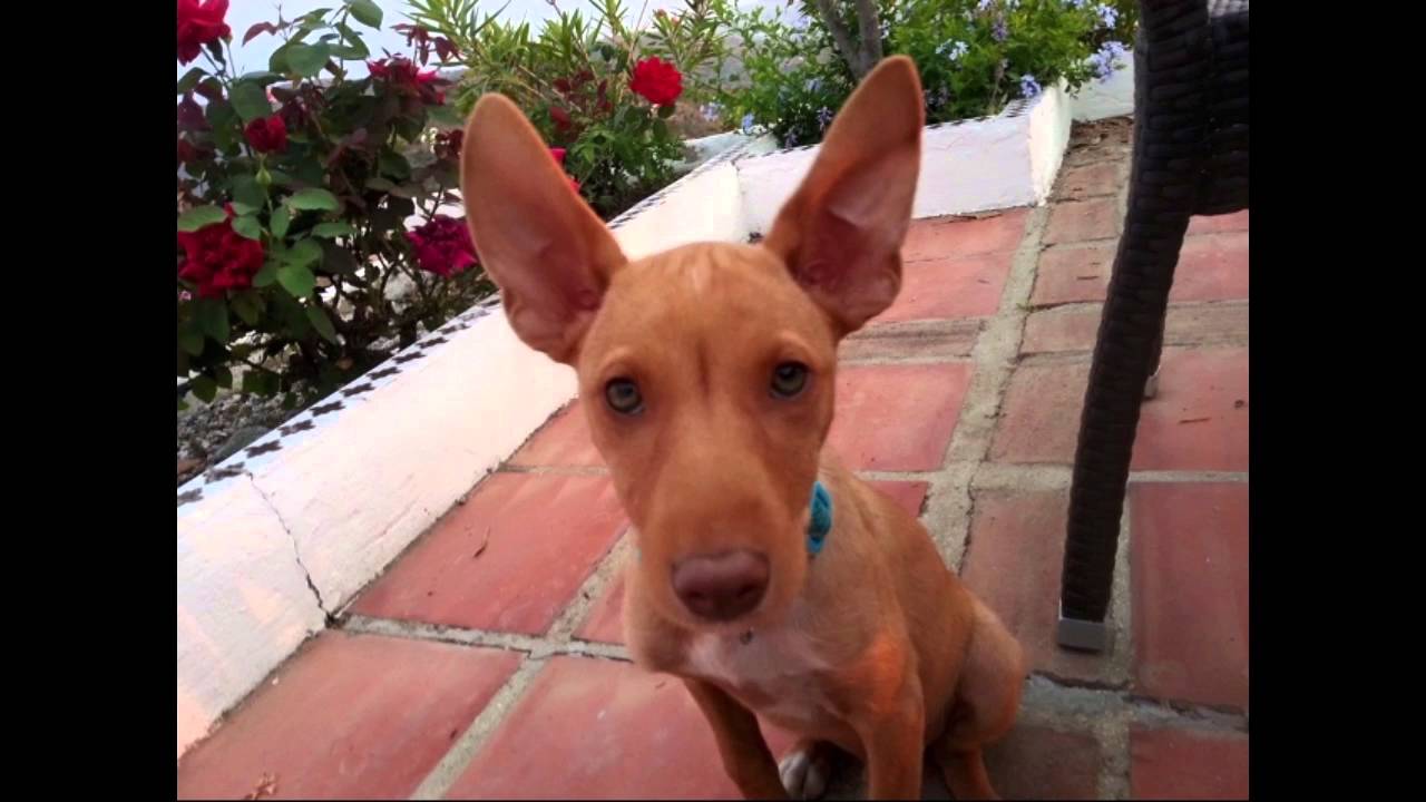 Day of the Podenco The Million Paw 