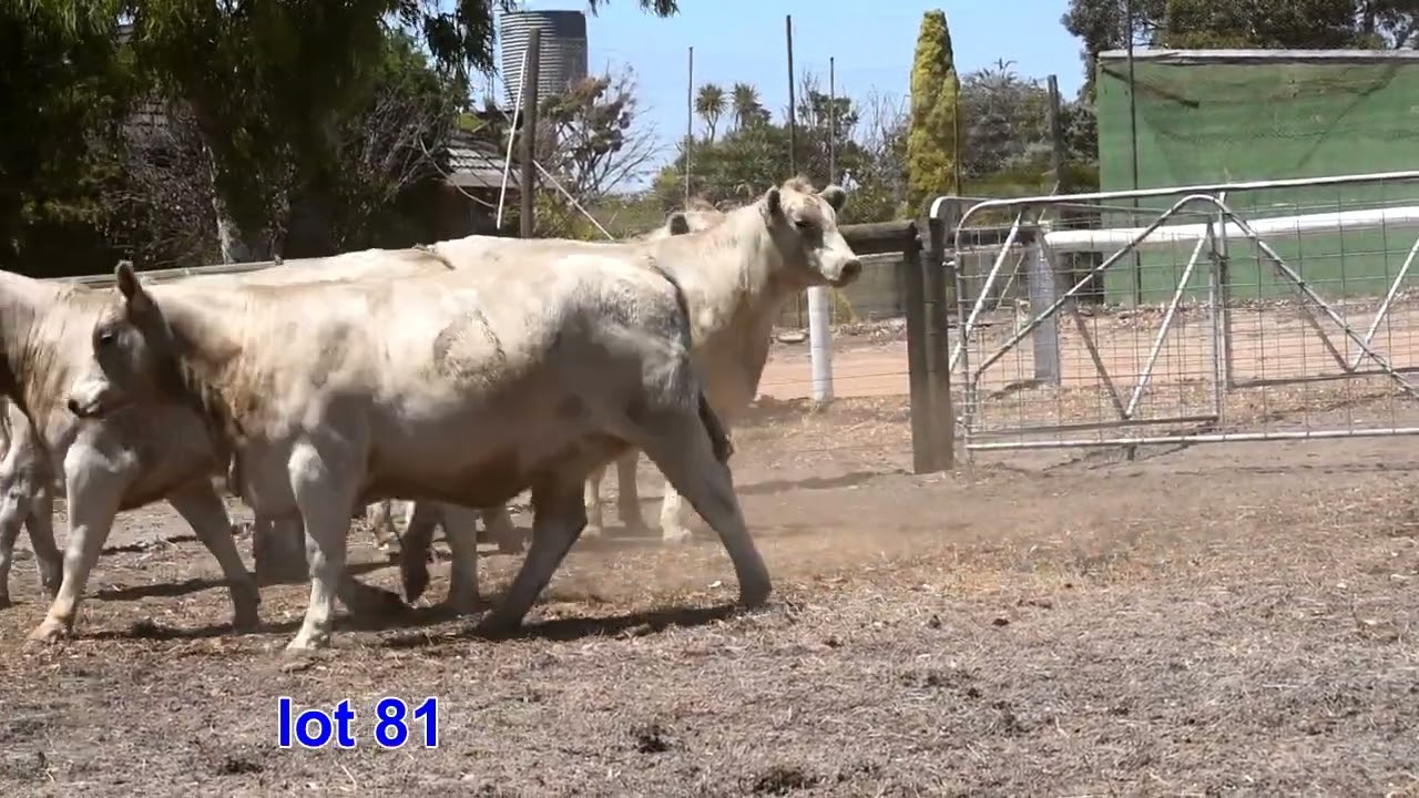 Lot 81 2026 sale