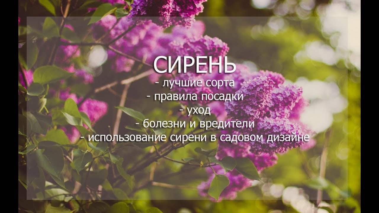 Вебинар 