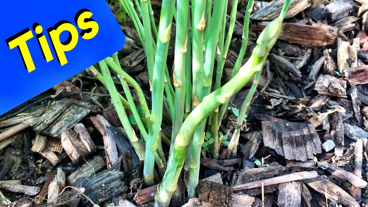 Asparagus Growing Tips (Easy)