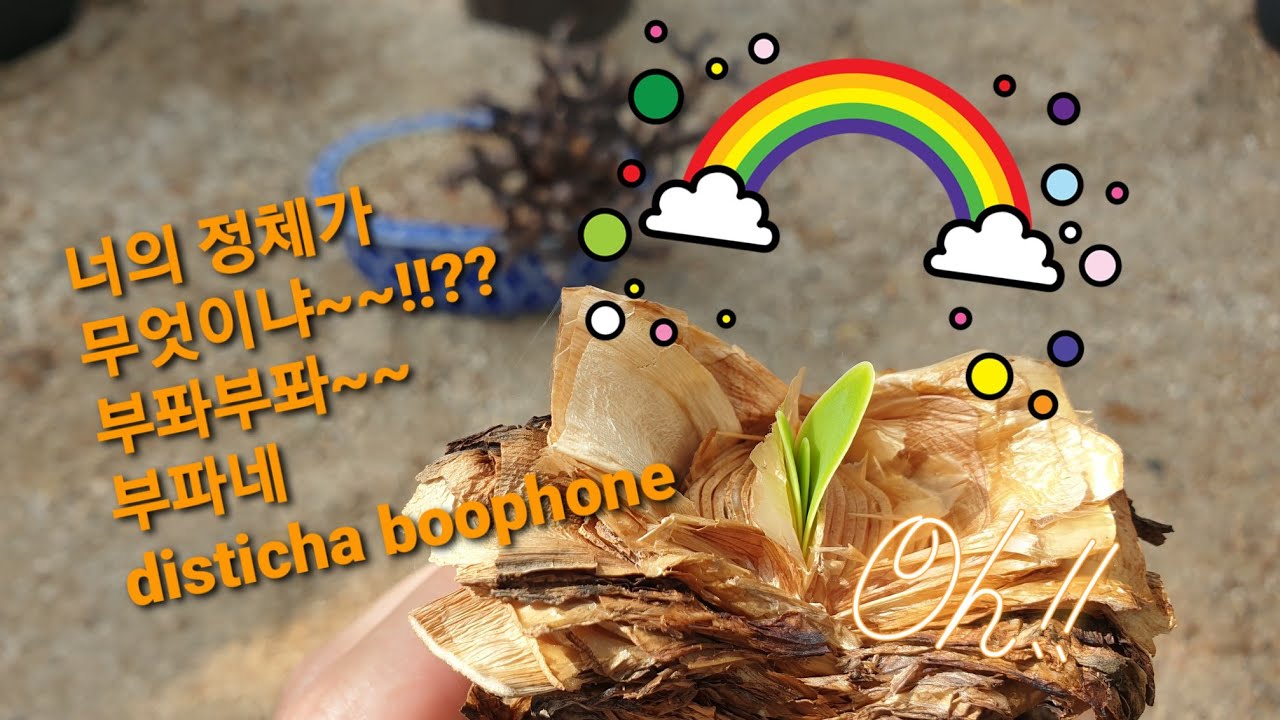 까도까도 양파같은.. 아프리카식물 부파네~(disticha boophone)