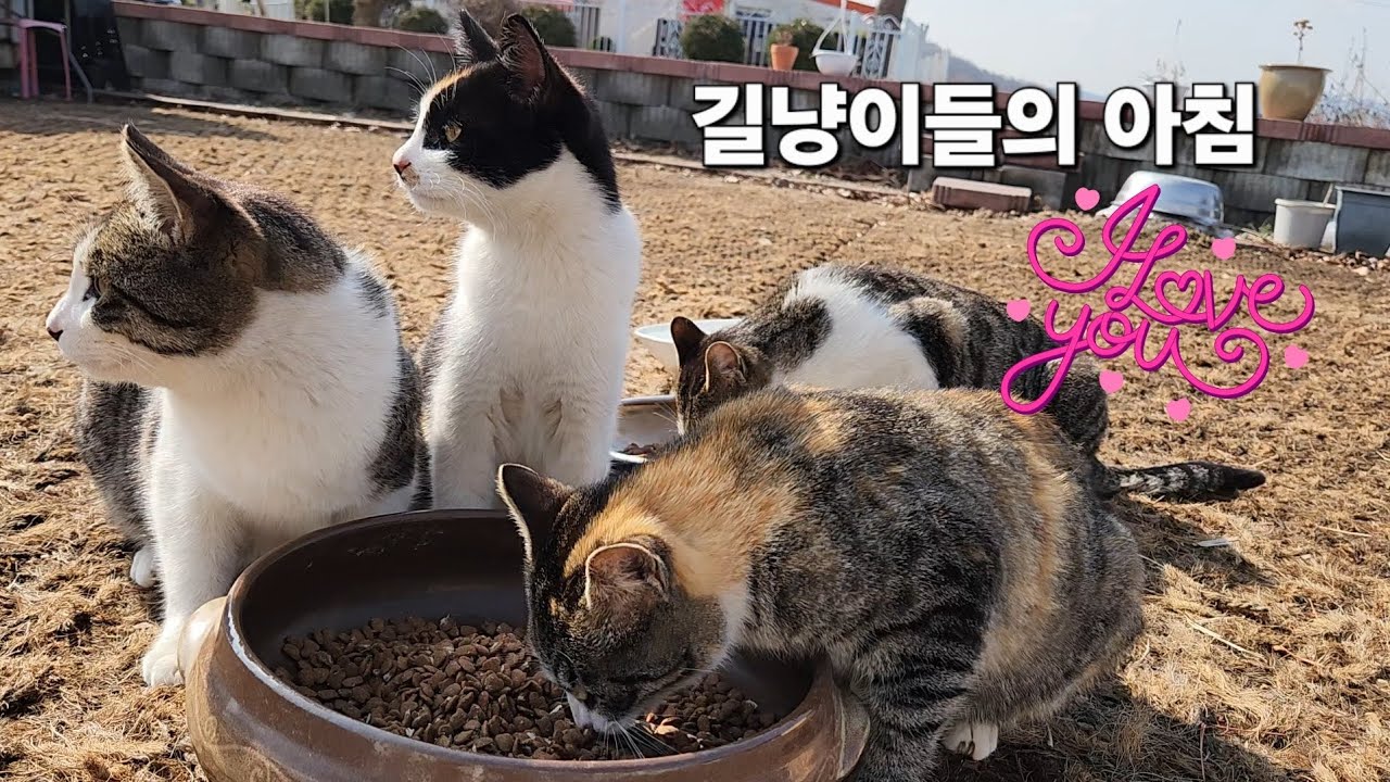 길냥이 아침 먹방 ~♡#고양이 #길냥이구조 