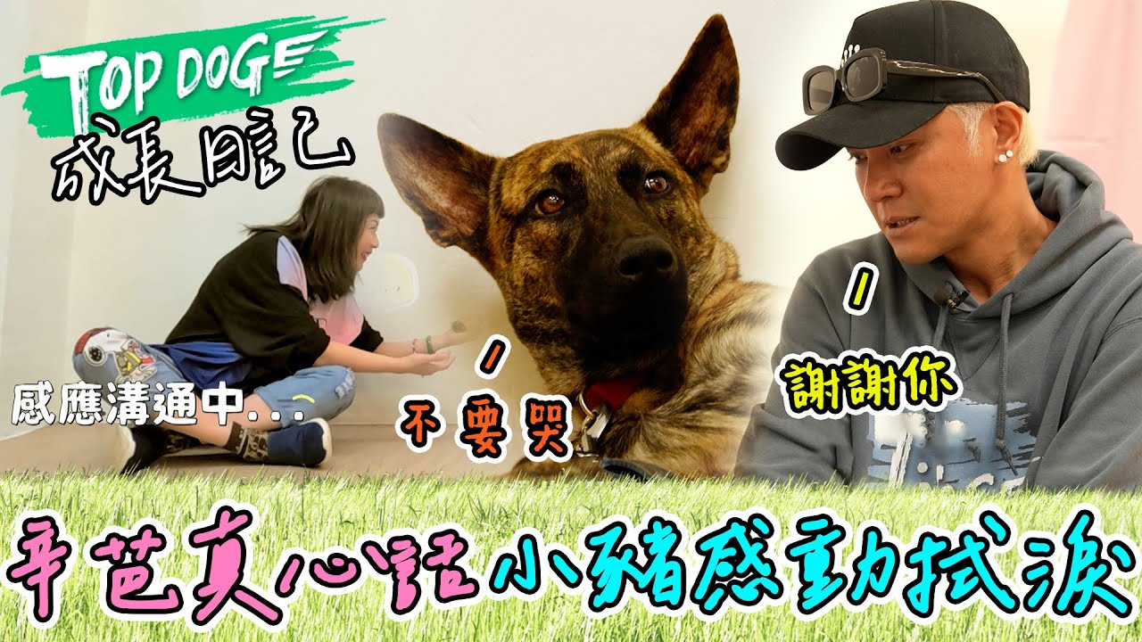TOPDOG 成長日記｜羅志祥找寵物溝通師 聽見辛芭對他說這句 哽咽哭了！ 相互道謝 場面太溫馨🧡@topdoghome​