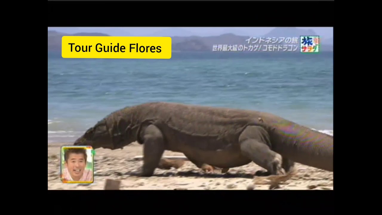 Acara TV Japan di Pulau Komodo