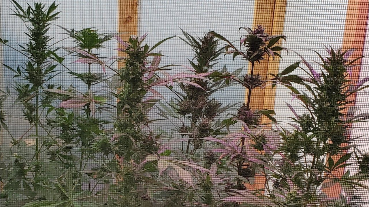 Growing Autoflower Cannabis Outdoors