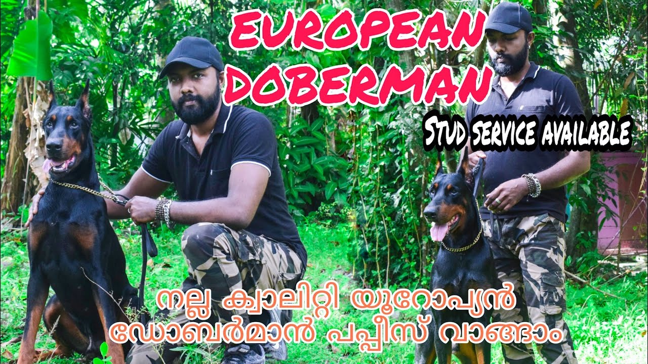 EUROPEAN DOBERMAN KERALA || Doberman Malayalam || Top Quality Doberman || Dog Farming kerala