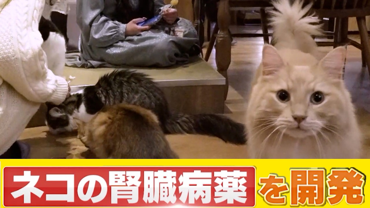 ネコを救う薬が人間にも活用！驚きのAIMとは？【いまからサイエンス】