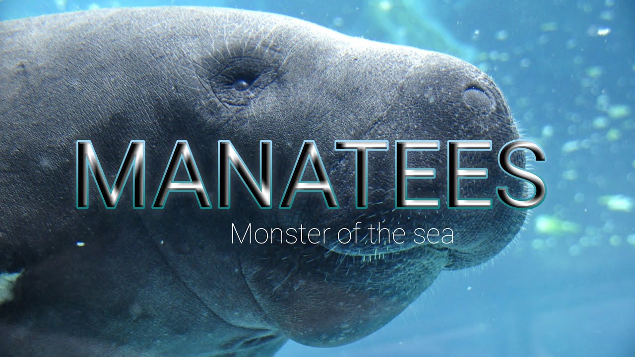MANATEES(sea cow) monster of the sea// By Heaven on earth// Must watch// #subscribe # my channel#