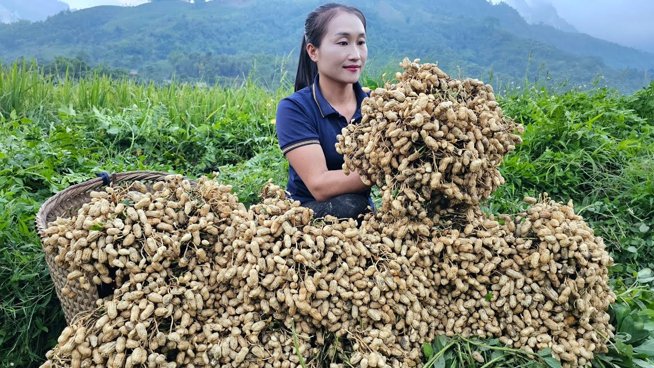 Harvest peanuts early in the season to sell at market - Preserving pickled onions | Ly Thi Tam