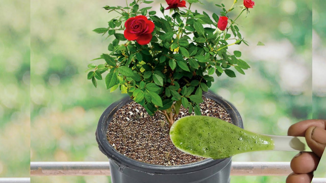இதுல ஒரு ஸ்பூன் குடுங்க |Rose plant growing Tips in Terrace garden 