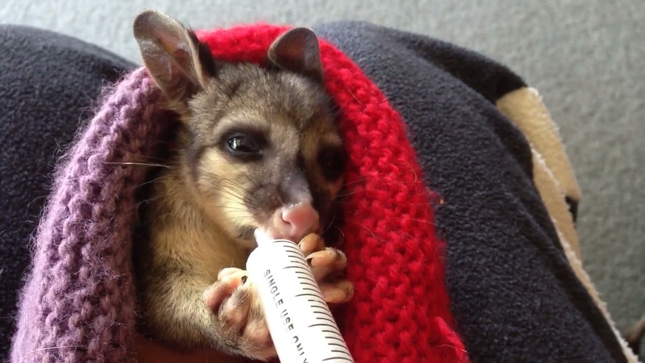 Meet WILLOW, an orphaned brush tail possum. March 26th, 2016. Eden Hills. South Australia. 