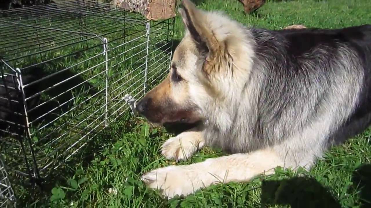 Chiens, chats, chatons, poules, poussins... :)