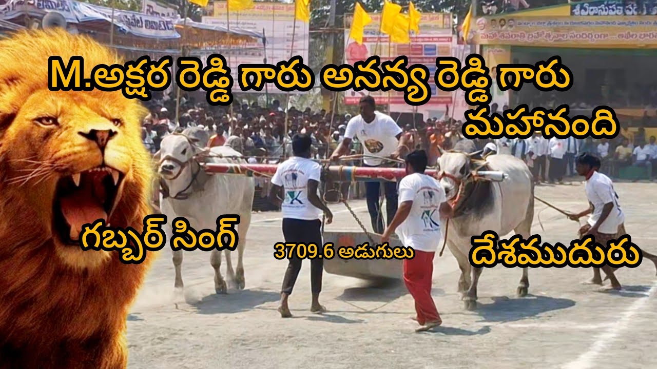 4k live మహానంది న్యూ క్యాటగిరి విభాగం 6వ జత M. అక్షరా రెడ్డి అనన్య రెడ్డి గారు జత 3709.6 అడుగులు