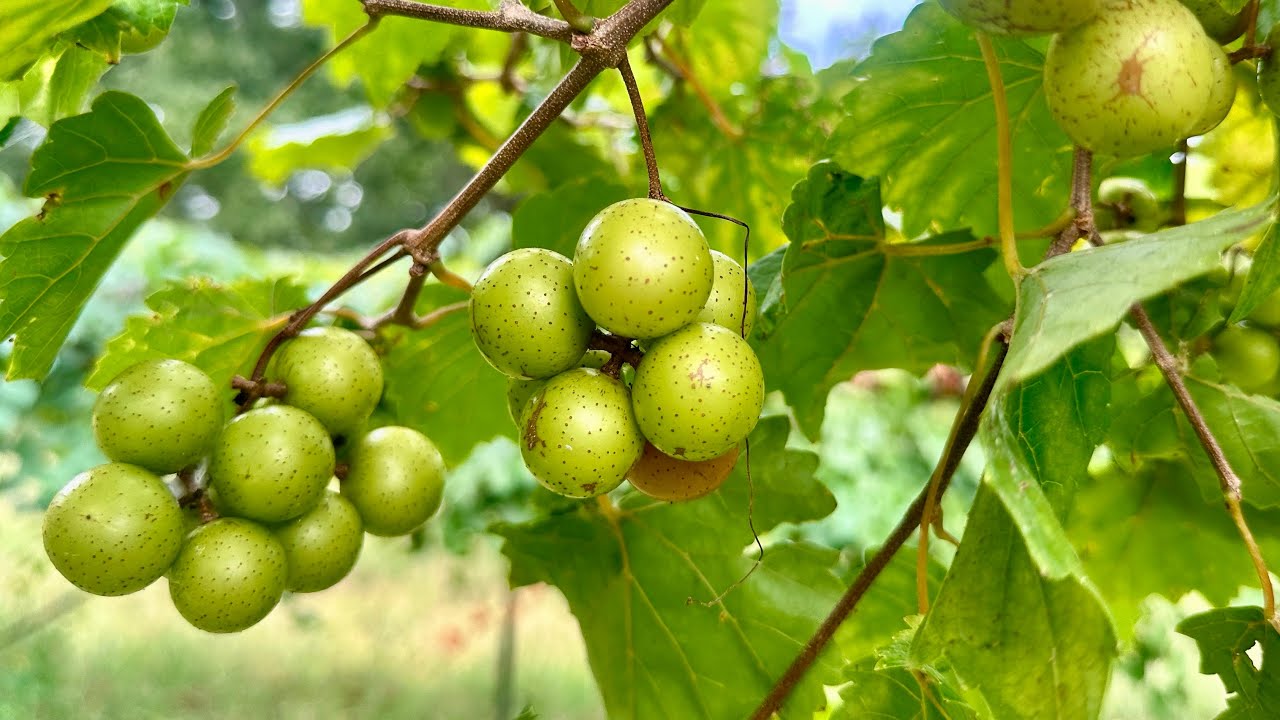 Late Fry Muscadine Taste Test August 25, 2025