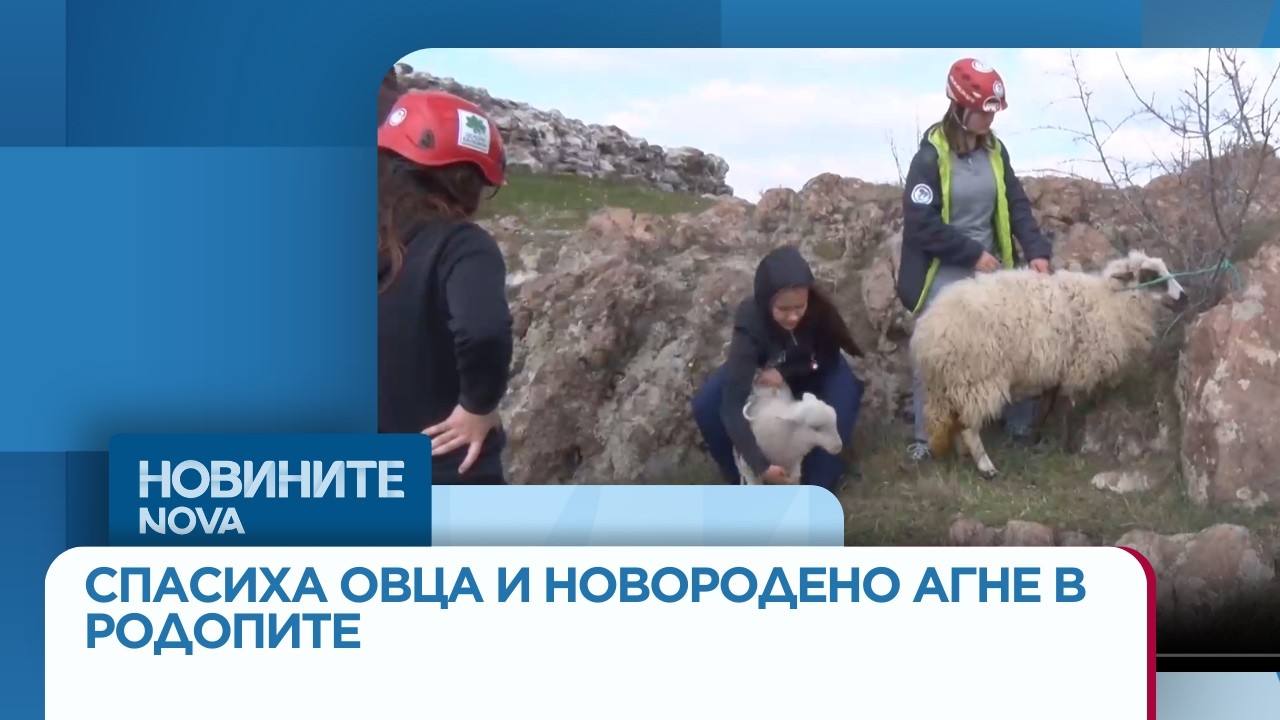 Спасиха овца и новородено агне от пропаст в Родопите #novinitenanova #родопи #овца #агне