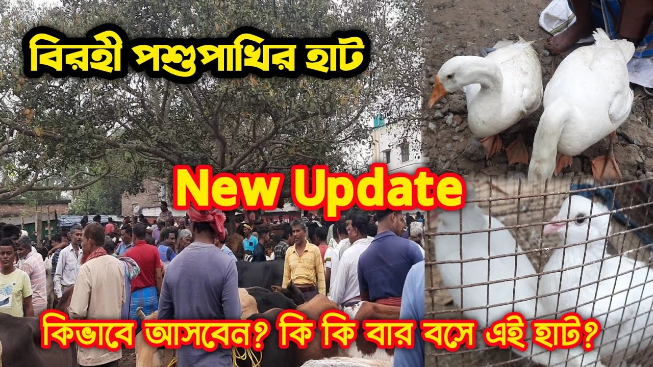 Birohi Haat |বিরহী হাট | Cheapest Indian Cow Market In West Bengal |বিরহী পশু পাখির হাট