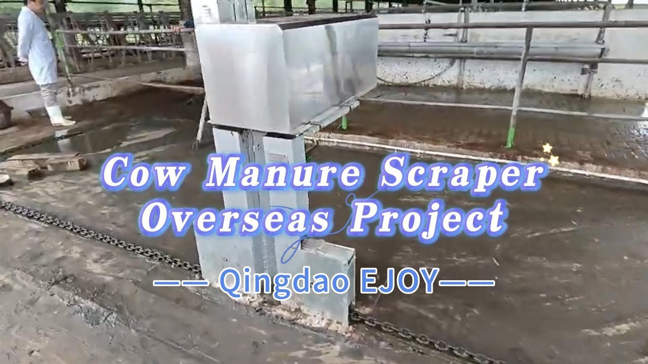 10 sets of cow farm manure scraper systems are being installed in Vietnam