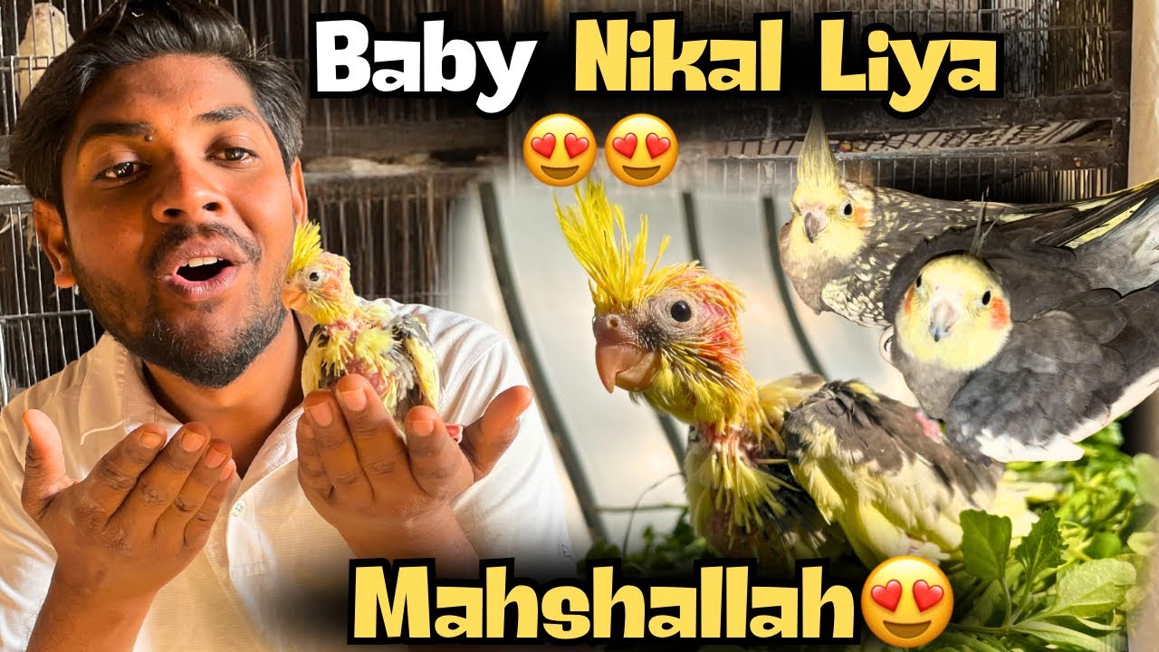 Cockatiel Ka Baby Matki Se Nikaal Liya 🐣 | Lovebird Ki Ande Check Kar Liya 🥚🦜