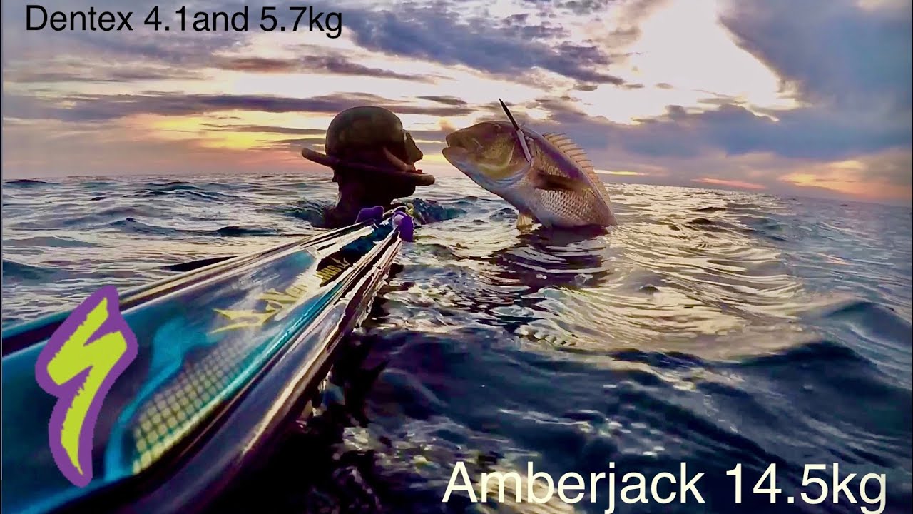 Spearfishing groupers, Dentex 4.1 - 5.6kg and amberjack 14,5kg autumn 2025 Neptunus115