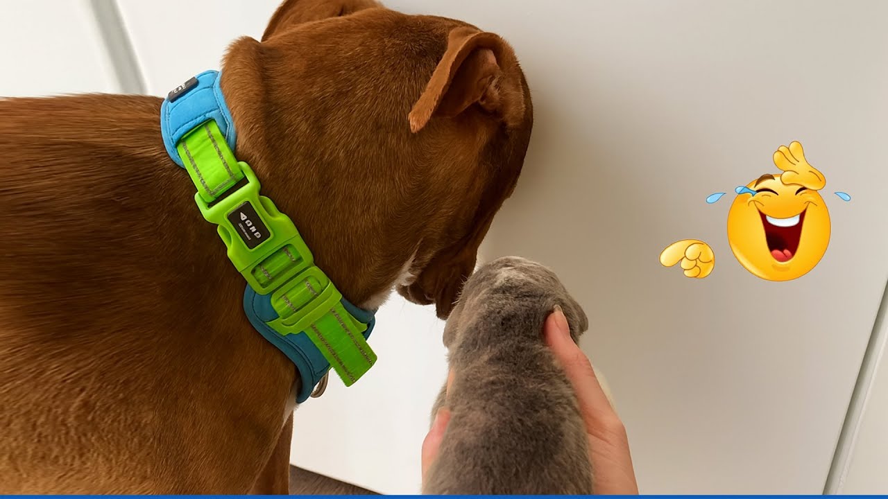 Smarty Funny Animals Video Compilation 😹🐶 The Funniest Cat & Dog Moments Compilation 😹