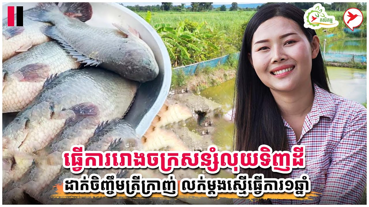 ធ្វើការរោងចក្រសន្សំលុយទិញដី ដាក់ចិញ្ចឹមត្រីក្រាញ់ លក់ម្ដងស្មើធ្វើការ១ឆ្នាំ | កម្មវិធីកសិកម្ម