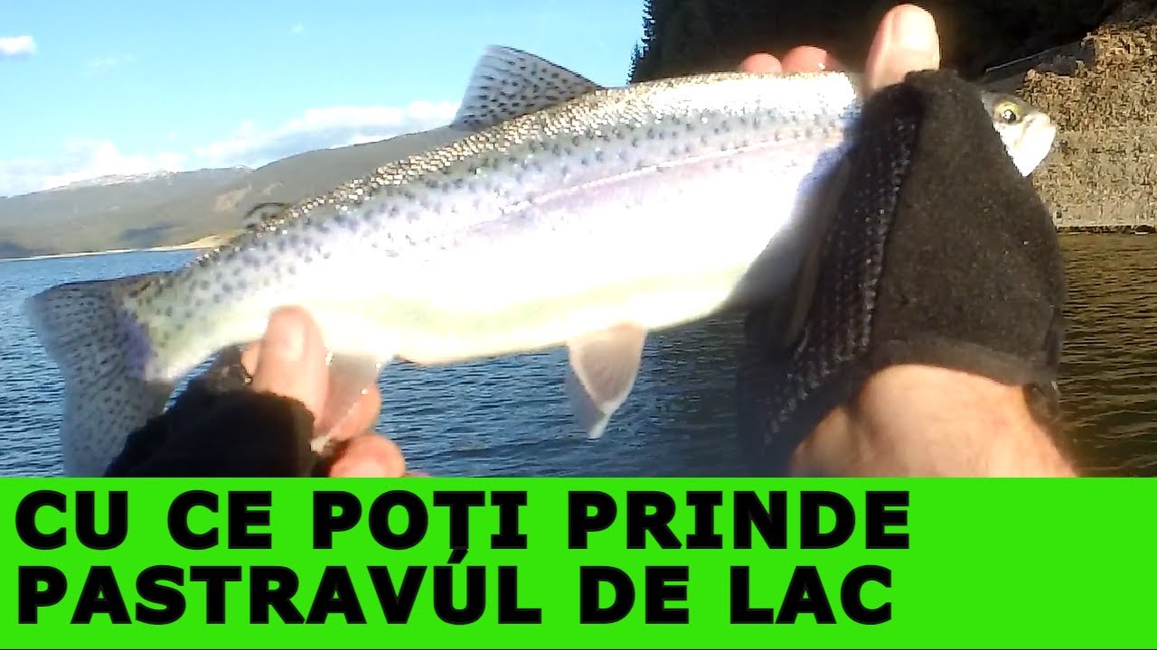 Pescuit la Păstrăv pe Lacul Vidra-Cu ce prinzi Păstrăvi