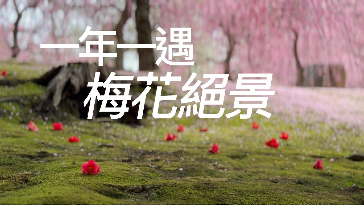 【京都自由行】一年一遇的京都城南宮「垂枝梅與山茶花祭」絕景｜充滿愛心的餐廳店主，同時提供汽車修護服務