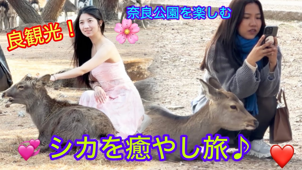 奈良の鹿が可愛すぎる！🦌✨ 日本の人気観光スポット魔法の瞬間