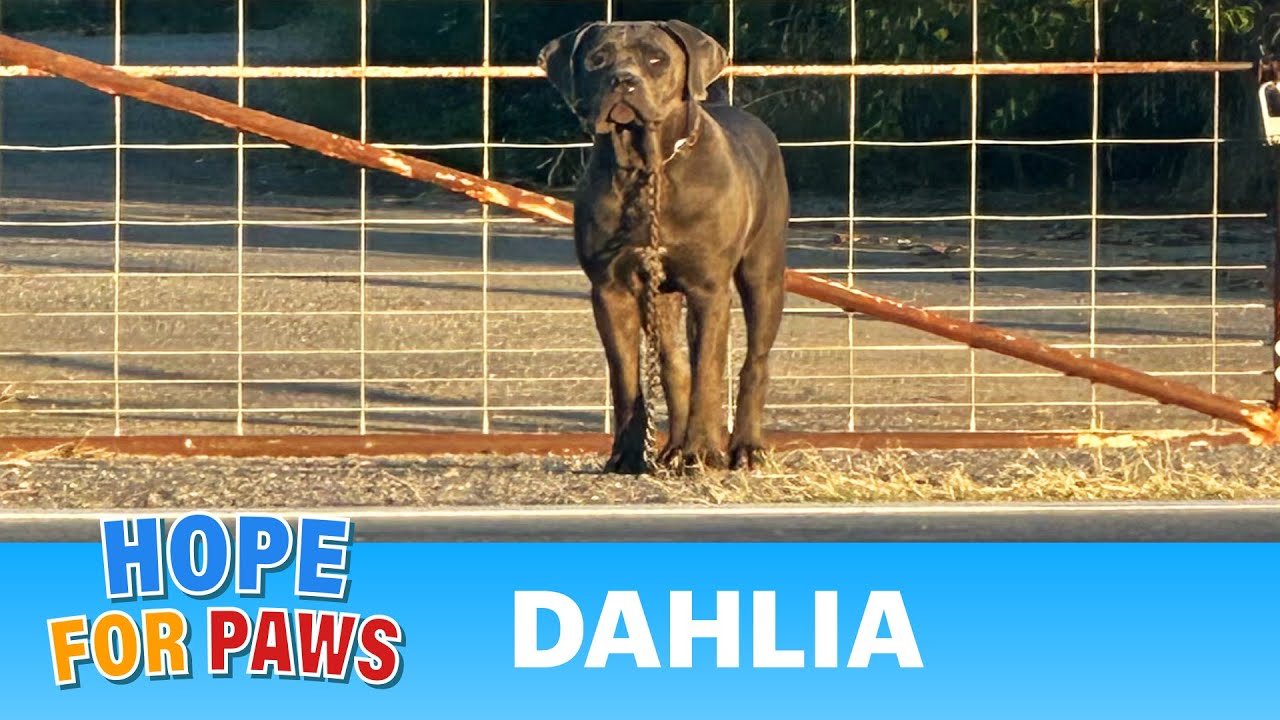 Dog with NO EYES abandoned on the side of the road! PLEASE HELP HER! #dogrescue