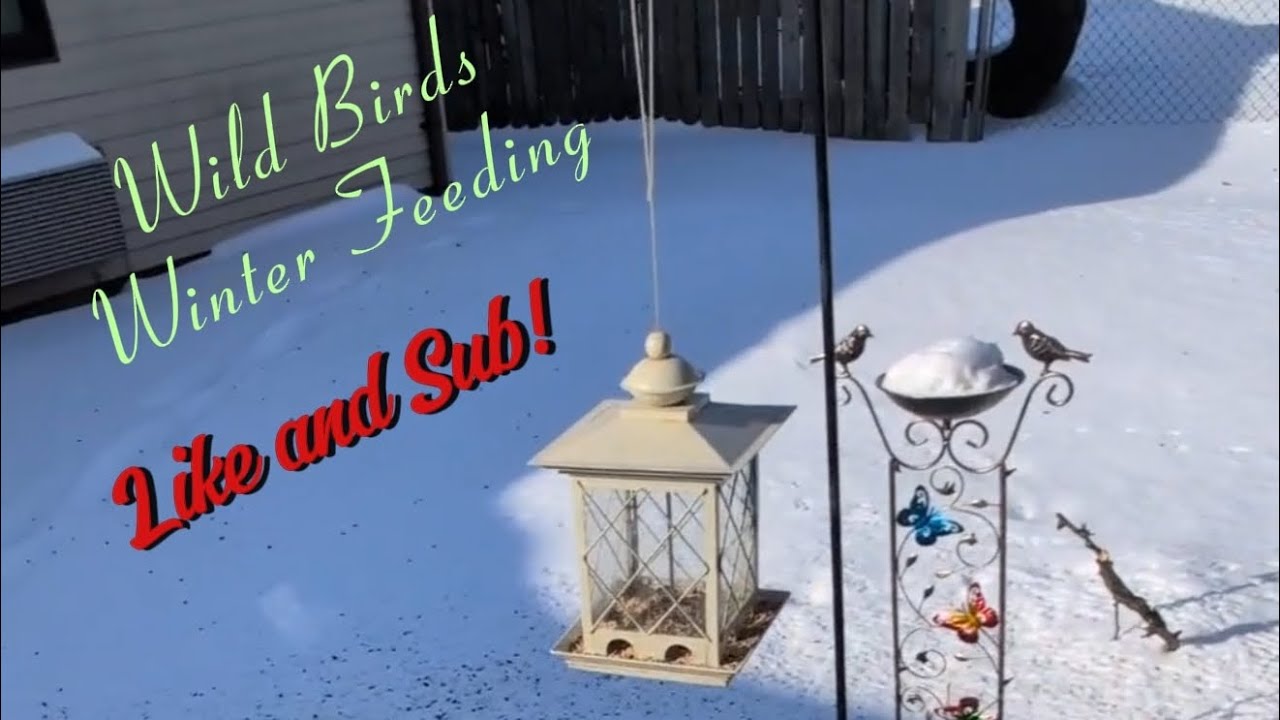 Wild Birds Winter Feeding, With: Ty's Nature Channel! #squirrels #housecat #wildbirds 