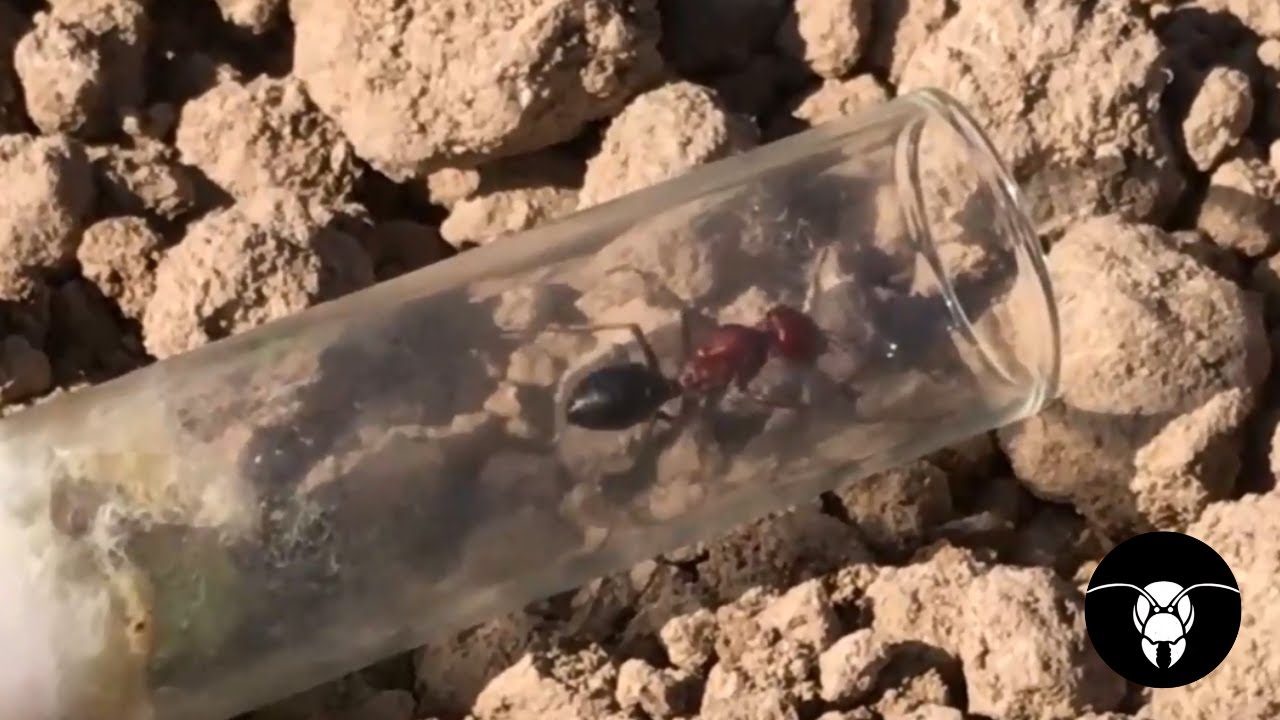 Yumurtlamayan Cataglyphis Kraliçesini Doğaya Geri Bıraktık