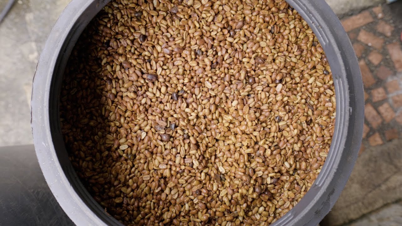 Current Coffee Processing Trends In Latin America - Anaerobic, Infused, Co-Fermentation,...