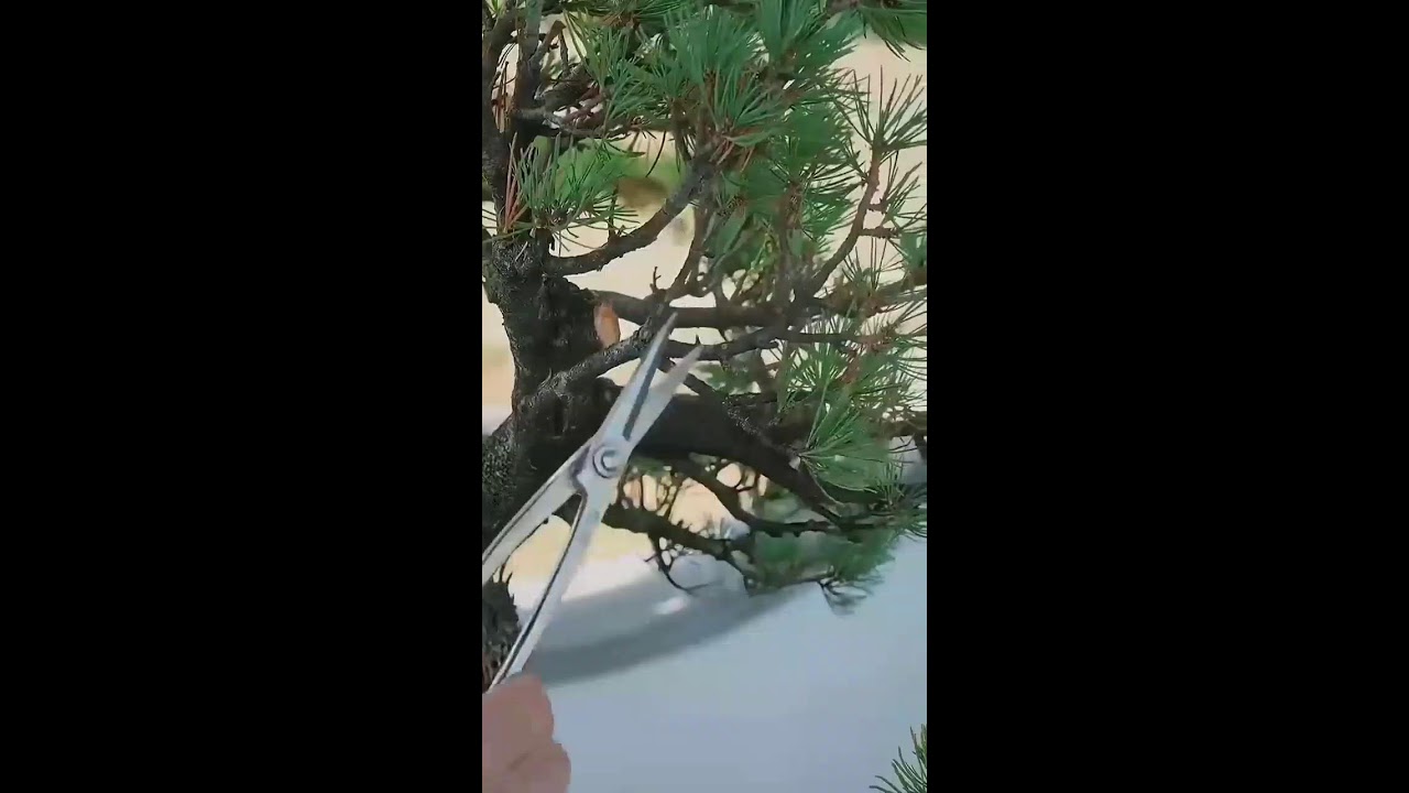 Pruning and making movement bonsai pine