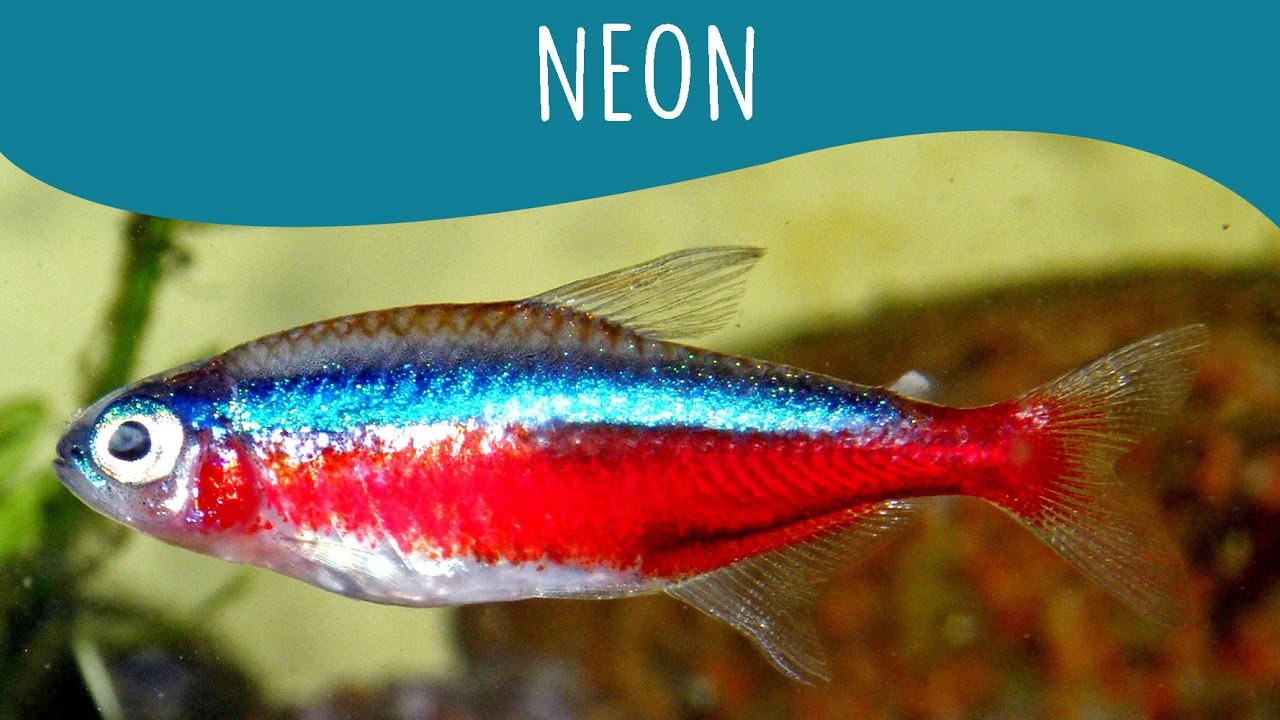 Tetra Neon Cardinal - Minha Fauna