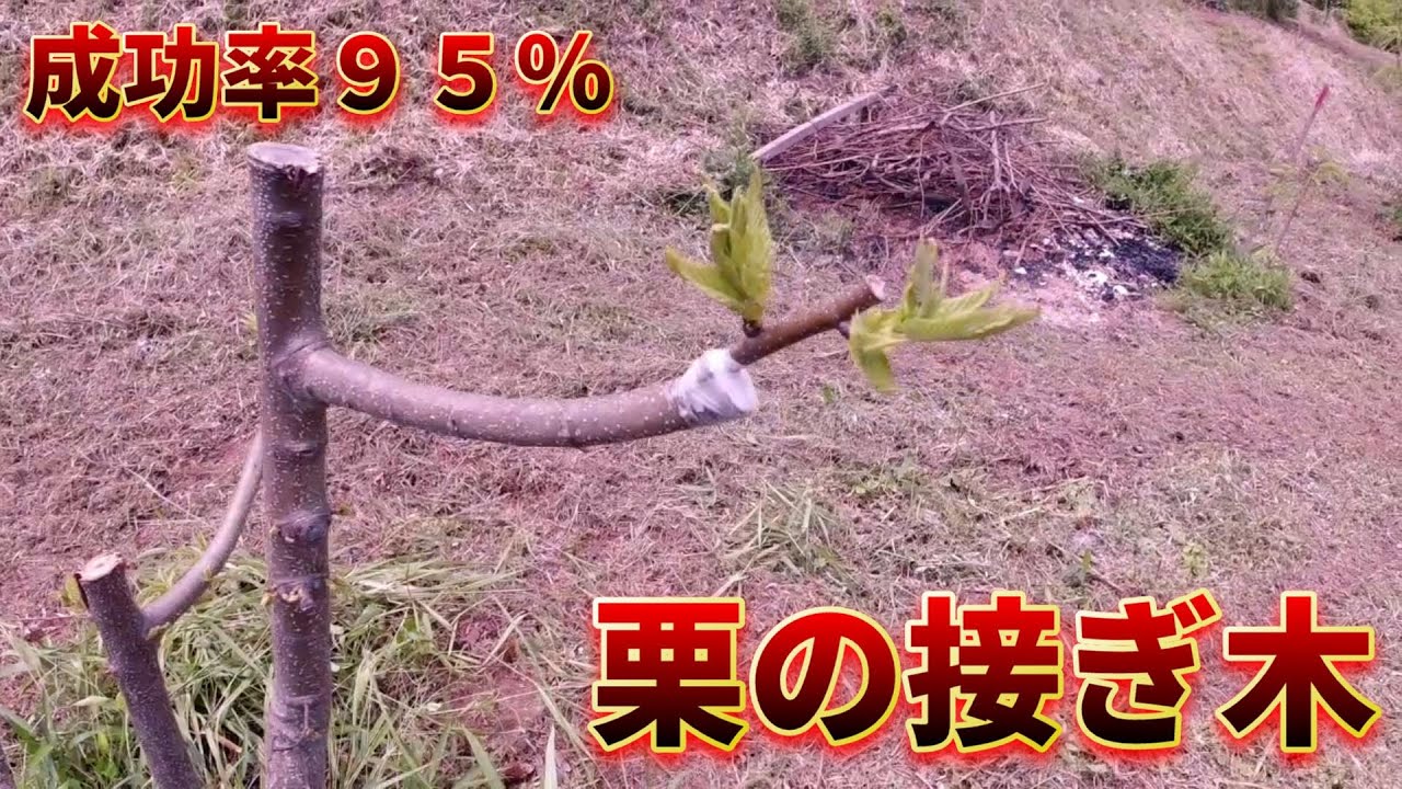 成功率９５％？　栗の接ぎ木　【接ぎ木・育っている栗に接ぐ方法】