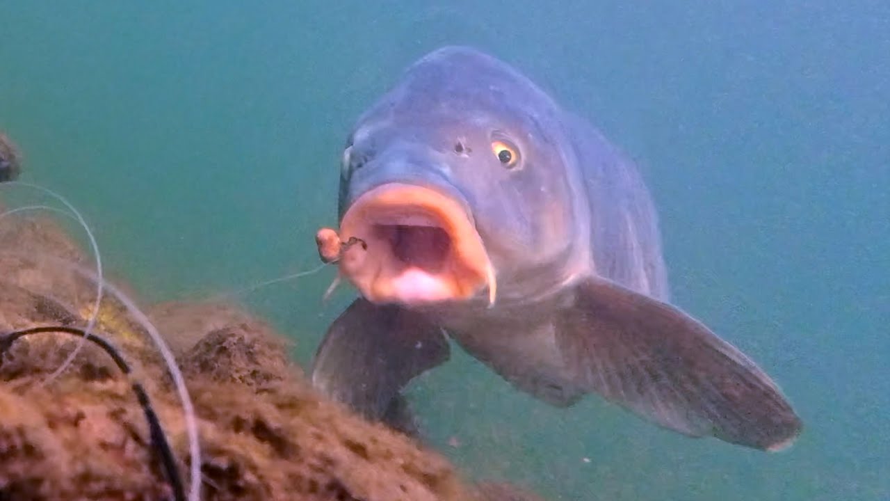 Carp Eats… Then the Hook Ends Up in the Pectoral Fin?! (Underwater Cam)