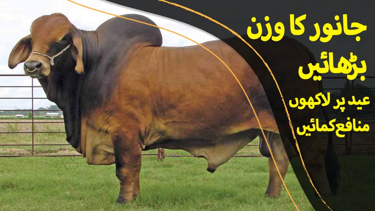 Janwaron Ko Mota aur Farba Karny Ka Tarika -  Fattening of Animals