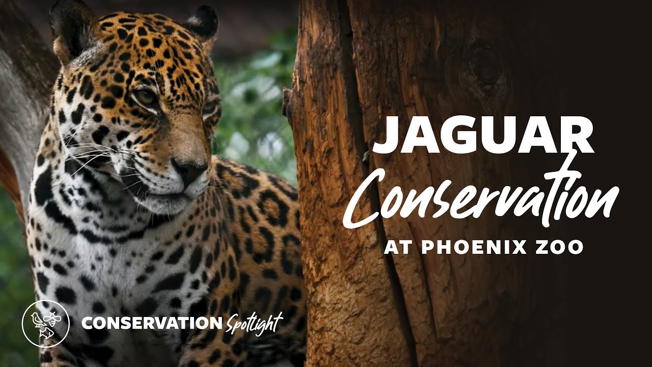 Jaguar Conservation at Phoenix Zoo