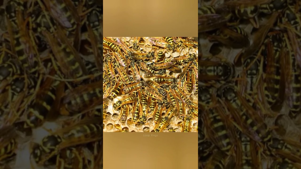 You Might have this Phobia 😱 Spheksophobia (fear of Wasps/Hornets)