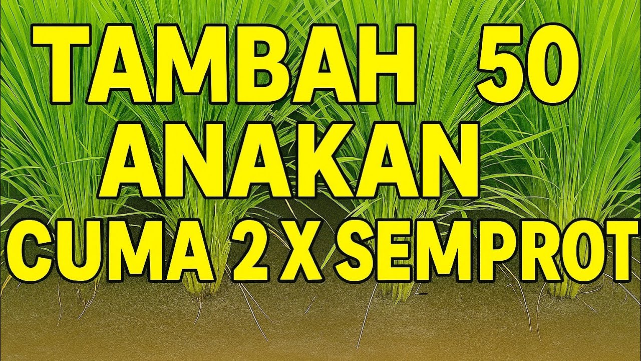 SOLUSI MENAMBAH ANAKAN PADI HINGGA 50 BATANG PER RUMPUNNYA