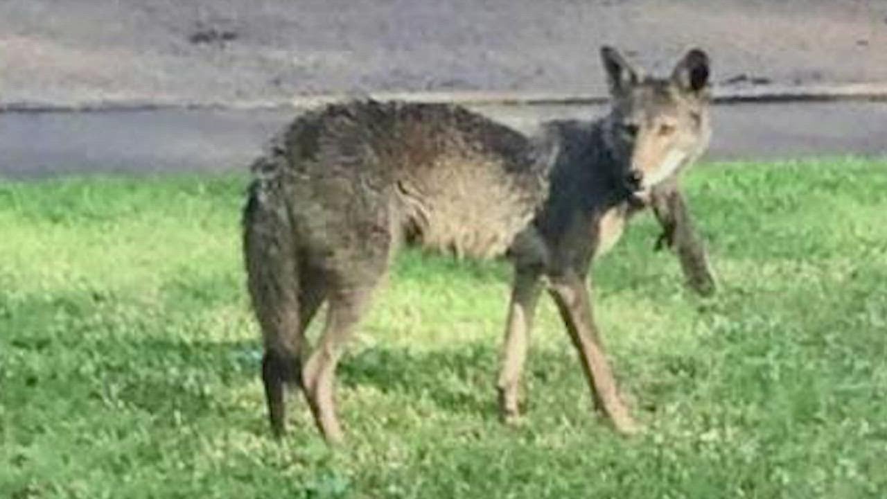 Residents had been feeding, petting coyote who attacked 2-year-old