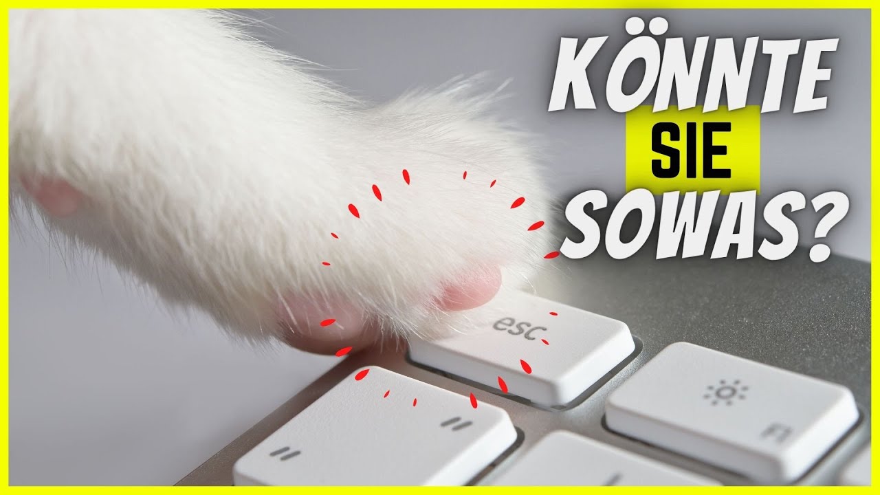 Was wäre, wenn deine Katze einen IQ von 60 hätte?