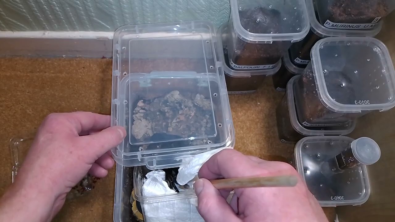 '' NOT A HAPPY CENTIPEDE🤨'' REHOUSING THE NEW INVERTS I GOT FROM THE SPIDER SHOP!!