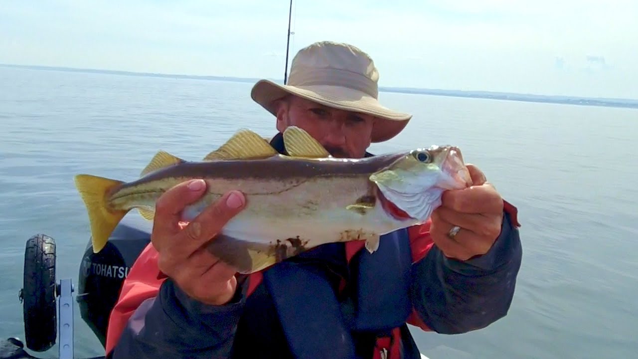 Pollock | Coalfish | Cod Fishing | The Farne Islands | SiB Fishing UK