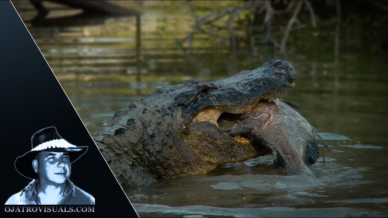 Alligator Eats Fish 01 Footage
