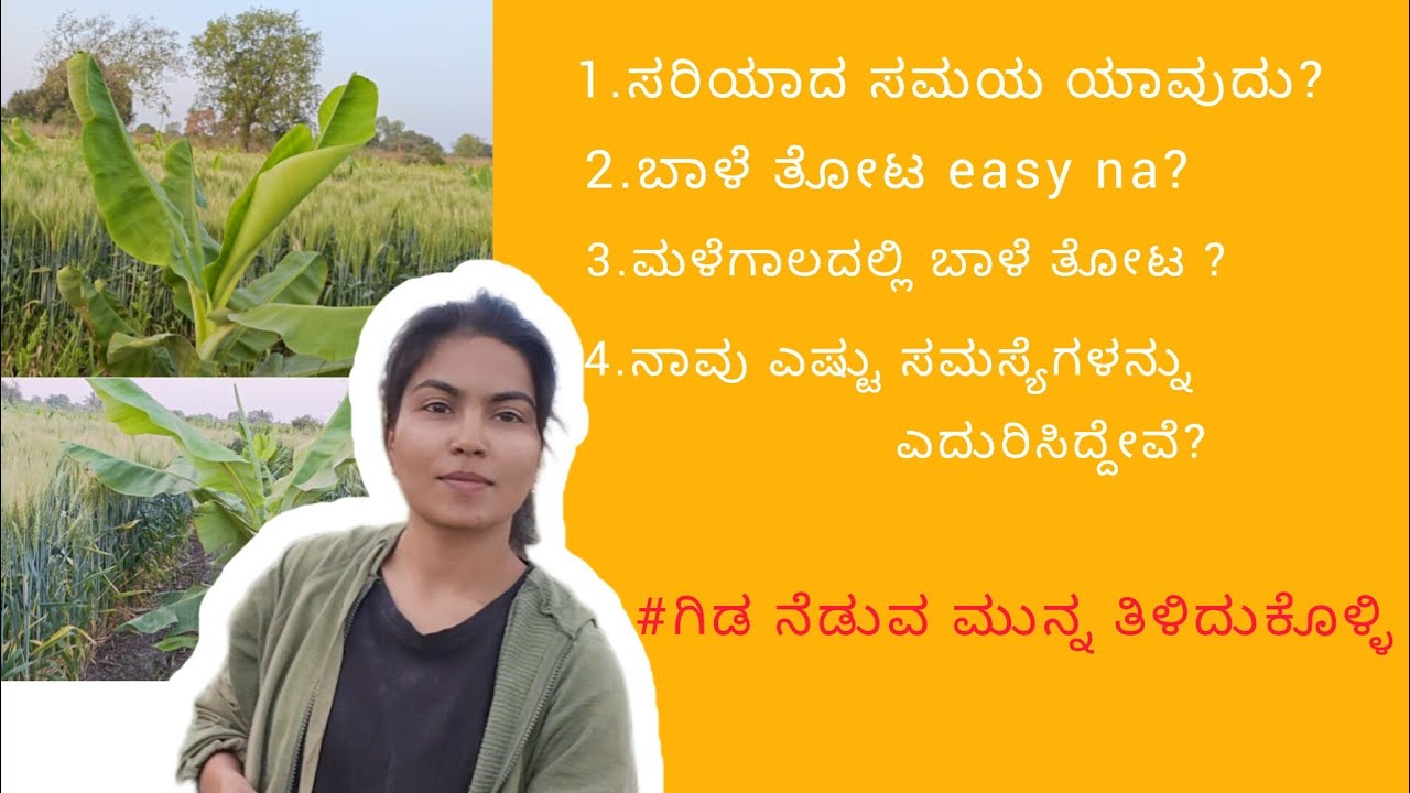 ನಮ್ಮ ಬಾಳೆ ತೋಟ 😍|#banana plantation #Arpita shinge